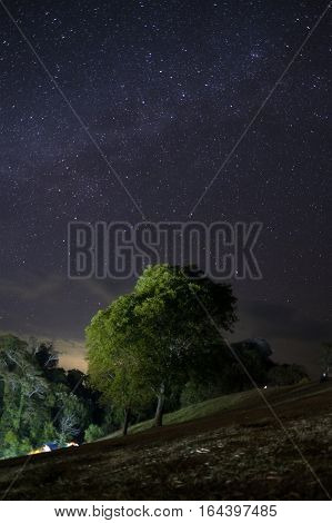 Alone tree with star field, night sky