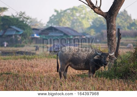Thai's Buffalo eating straw on rice field in countryside of Thailand.
