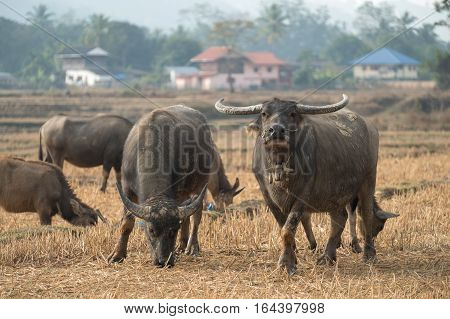 Thai's Buffalo eating straw on rice field in countryside of Thailand.