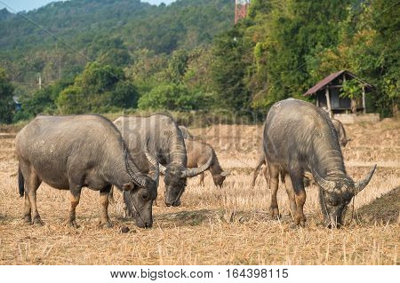 Thai's Buffalo eating straw on rice field in countryside of Thailand.