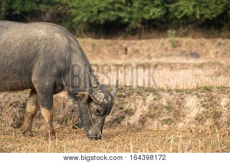 Buffalo eating straw on rice field in countryside of Thailand.