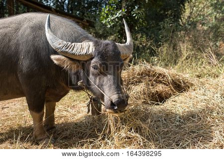 Buffalo eating straw, Agriculture scene in countryside of Nan province, Thailand.