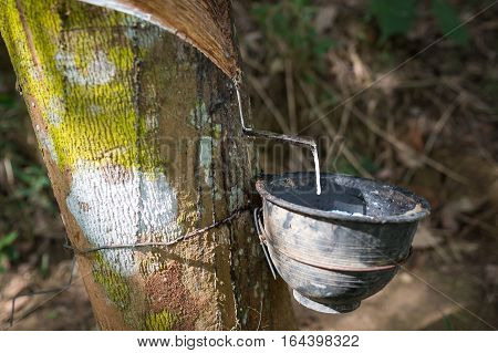 Milky latex extracted from rubber tree (Hevea Brasiliensis) as a source of natural rubber