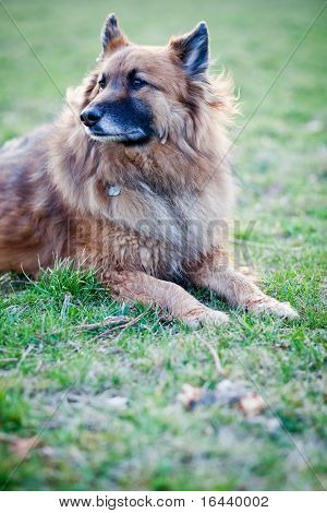 Belgisk Hyrdehund