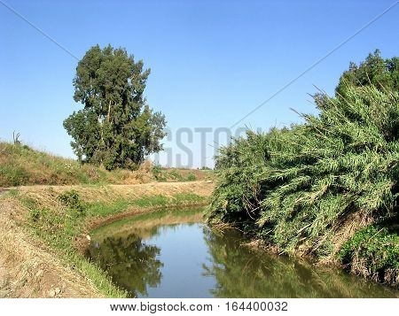 Bulrush on Ayalon River near Or Yehuda Israel April 28 2005