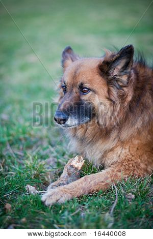 Belgisk Hyrdehund