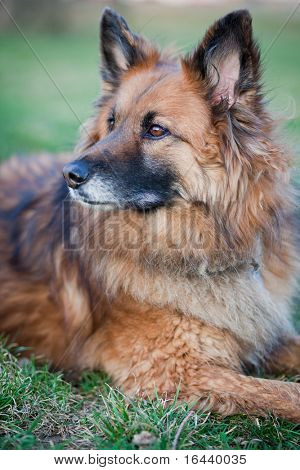 Belgisk Hyrdehund