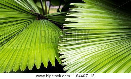 Green Leaves like a fan make you feel peace