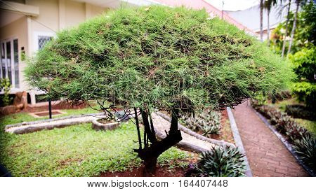 Great Strong Bonsai Tree does not need to be big but need to have balance and pride