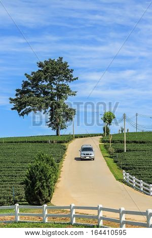 Tea plantation lone tree and car driving from the hill in Chiang rai Thailand