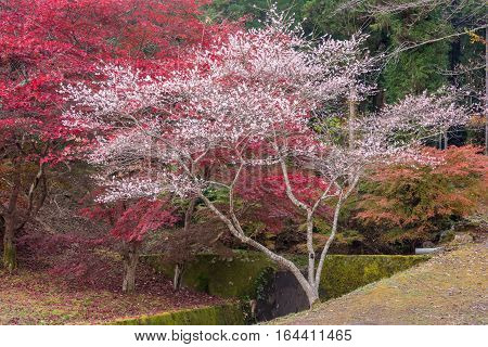 Shikizakura blossom in Autumn at Obara district Japan.Shikizakura kind of sakura blooms once in spring and again in autumn.