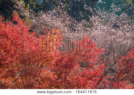 Shikizakura blossom in Autumn at Obara district Japan.Shikizakura kind of sakura blooms once in spring and again in autumn.