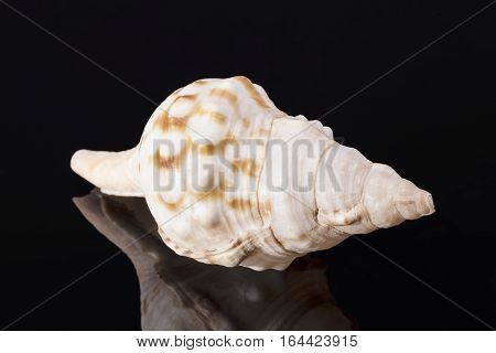 Single sea shell of marine snail horse conch isolated on black background .