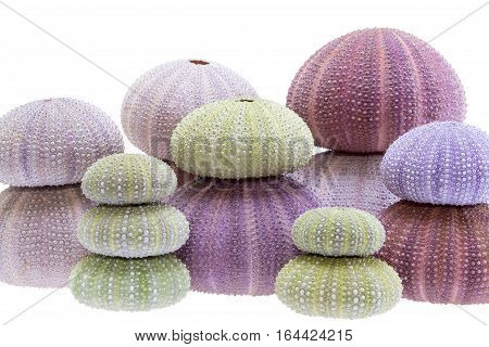 Group of sea shells of sea urchin ( Echinoidea) isolated on white background.