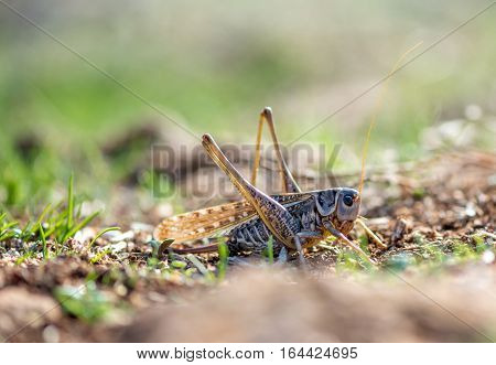 Gray Grasshoper Macro - Selective Focus, Copy Space