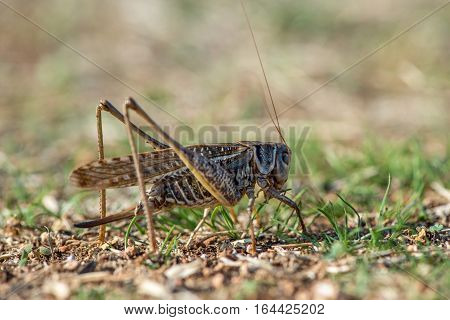 Gray grasshoper macro - selective focus copy space