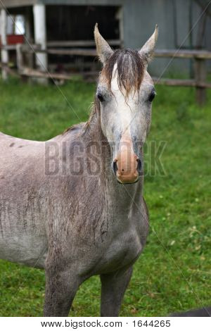 nass Cremello horse