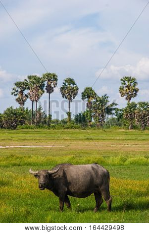 One buffalo is standing in the field at the contryside of Thailand