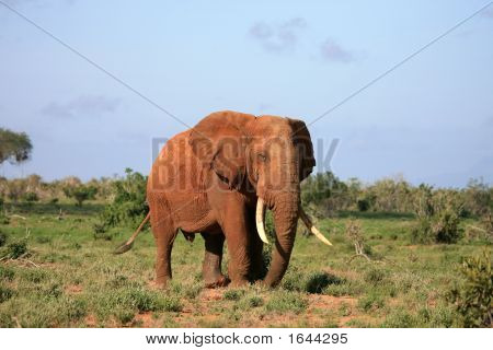Kenya rosso elefante Tsavo East National Park