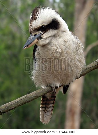Kookaburra australiano