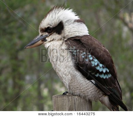 Kookaburra australiano