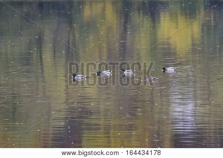 Nile geese in the Danube with shadowplay colorful water