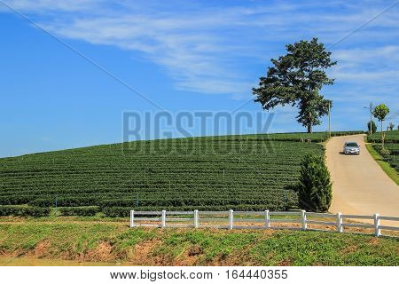 Tea plantation lone tree and car driving from the hill in Chiang rai Thailand