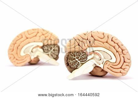 Two human brain hemispheres models isolated on white background