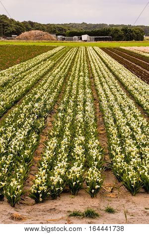 Calla Garden Field Cultivation