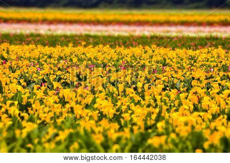 Calla Garden Field Cultivation