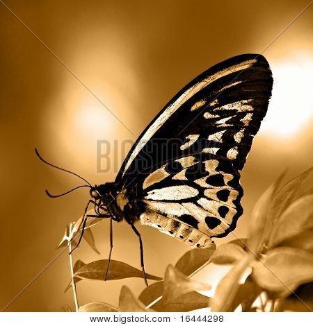 Farfalla
