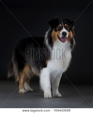 Australian sheepdog portrait in studio with grey background