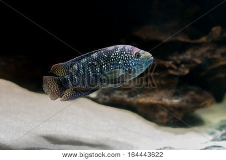 American cichlid swimming in an aquarium with sand