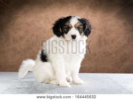 Cute puppy of the Continental Toy spaniel - Papillon - on a brown background