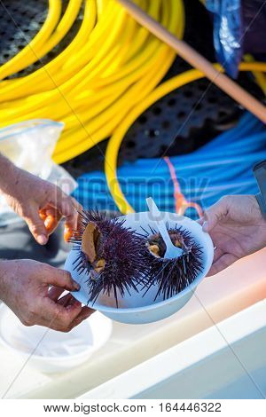 Sea urchins are a class of marine animals that live on the seabed or burrow into the sand.Scientific name: Echinoidea