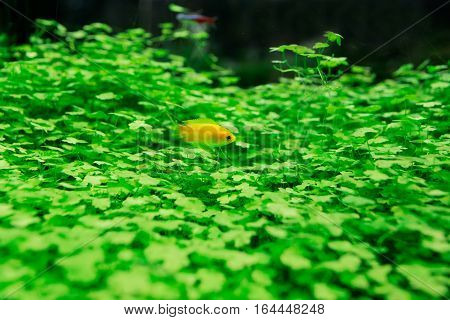 Goldfish in aquarium with green plants. Close up