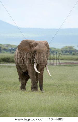 Elefante africano Amboseli Kenia