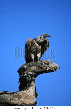 Sup na pařezu v Serengeti Tanzanii