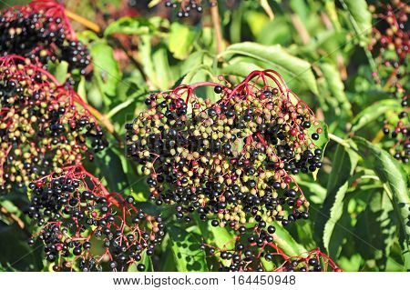 Elderberry on branch against the green leaves