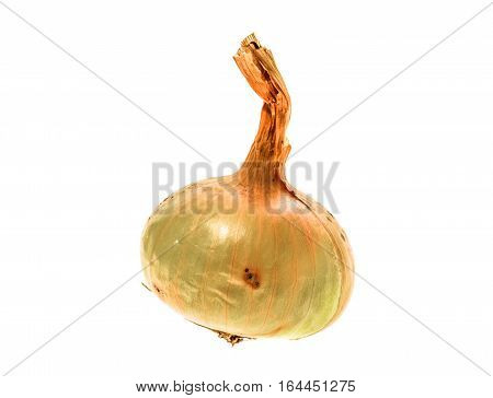 Organic Bio Homegrown Unpeeled Yellow Onion Isolated On White Background.