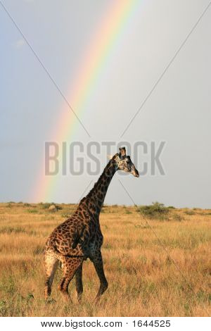 Girafe Masaï sous l'arc-en-ciel