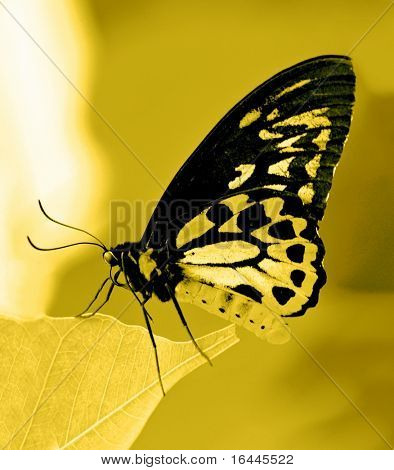 Farfalla