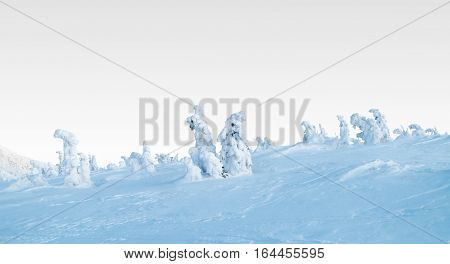 Winter landscape with snow and Christmas trees.