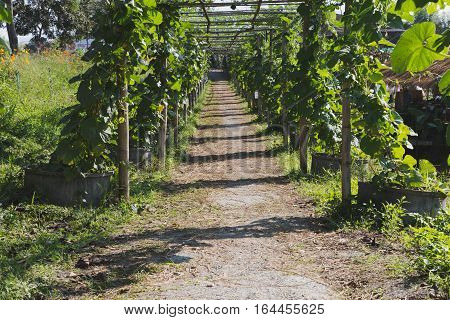 Gourd, Calabash Gourd, Flowered Gourd, Fruit And Trees In The Garden