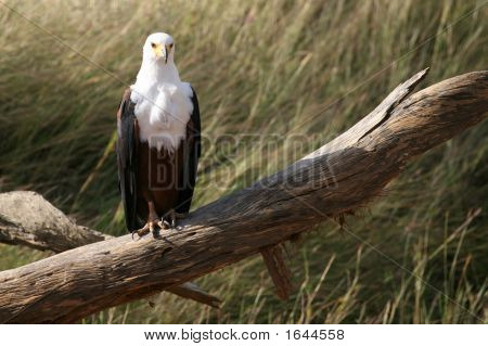 Poissons africains Eagle
