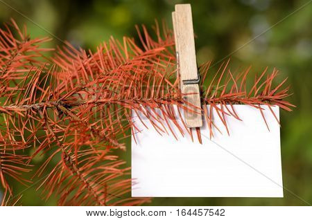 Blank card pinned on a branch of dead tree. Space for wordings. Pinned with a clothespin