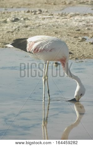 An Chilean flamingo in the Salar de Atacama