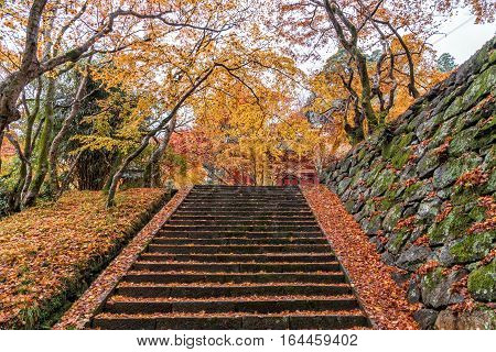 Stairs going uphill in a peaceful forest in autumn.