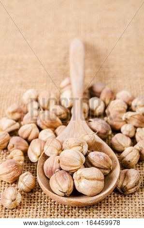 Best Cardamom Camphor Clustered Cardamom Siam Cardamom(Amomum verum Blackw)