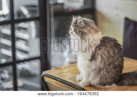 Close up of Persian cats Playing in a Cat Cafe coffee shop